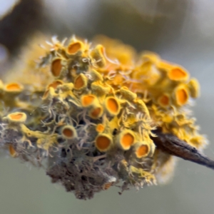 Teloschistes sp. (genus) at Russell, ACT - 23 Aug 2024