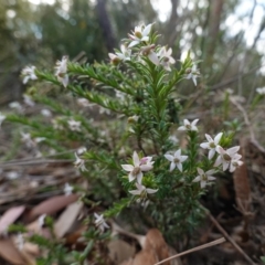 Rhytidosporum procumbens (White Marianth) at Tianjara, NSW - 21 Aug 2024 by RobG1