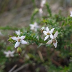 Rhytidosporum procumbens at Tianjara, NSW - 21 Aug 2024