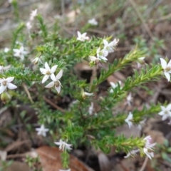 Rhytidosporum procumbens at Tianjara, NSW - 21 Aug 2024