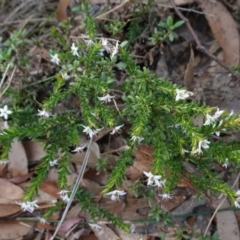 Rhytidosporum procumbens at Tianjara, NSW - 21 Aug 2024