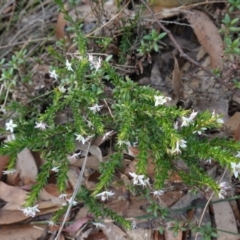 Rhytidosporum procumbens at Tianjara, NSW - 21 Aug 2024 02:50 PM