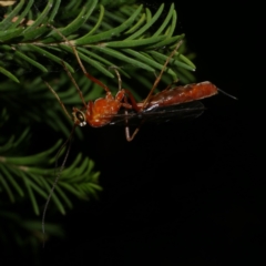 Ichneumonidae (family) at Freshwater Creek, VIC - 12 Feb 2022 by WendyEM