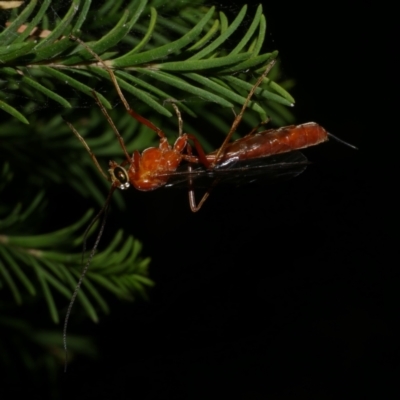 Ichneumonidae (family) at Freshwater Creek, VIC - 13 Feb 2022 by WendyEM