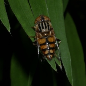 Eristalinus punctulatus at Freshwater Creek, VIC - 13 Feb 2022 12:44 AM