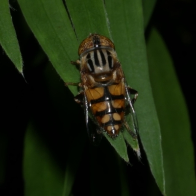 Eristalinus punctulatus (Golden Native Drone Fly) at Freshwater Creek, VIC - 13 Feb 2022 by WendyEM