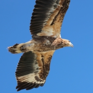 Haliaeetus leucogaster at Houtman Abrolhos, WA - 19 Apr 2024