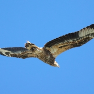 Haliaeetus leucogaster at Houtman Abrolhos, WA - 19 Apr 2024