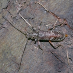 Phacodes obscurus (Longhorn Beetle) at Freshwater Creek, VIC - 13 Feb 2022 by WendyEM