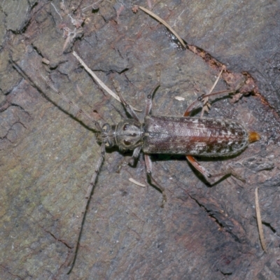 Phacodes obscurus (Longhorn Beetle) at Freshwater Creek, VIC - 13 Feb 2022 by WendyEM