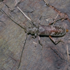 Phacodes obscurus at Freshwater Creek, VIC - 13 Feb 2022 12:40 AM