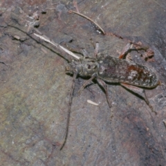 Phacodes obscurus at Freshwater Creek, VIC - 13 Feb 2022 12:40 AM