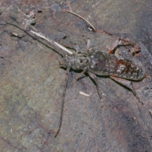 Phacodes obscurus at Freshwater Creek, VIC - 13 Feb 2022 12:40 AM