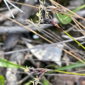 Schoenus apogon at Tianjara, NSW - 21 Aug 2024 02:43 PM