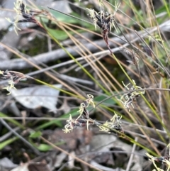 Schoenus apogon at Tianjara, NSW - 21 Aug 2024