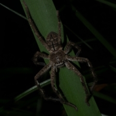 Sparassidae (family) at Freshwater Creek, VIC - 31 Jan 2022 by WendyEM