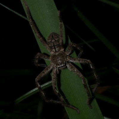 Isopedella victorialis (A huntsman spider) at Freshwater Creek, VIC - 1 Feb 2022 by WendyEM