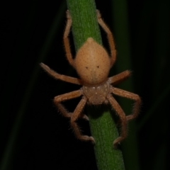 Neosparassus diana at Freshwater Creek, VIC - 1 Feb 2022 by WendyEM