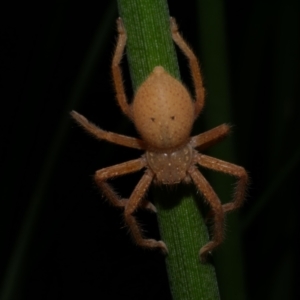 Neosparassus diana at Freshwater Creek, VIC - 1 Feb 2022 12:29 AM