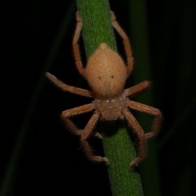 Neosparassus diana at Freshwater Creek, VIC - 31 Jan 2022 by WendyEM