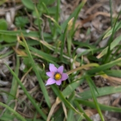 Romulea rosea var. australis (Onion Grass) at North Albury, NSW - 20 Aug 2024 by Darcy