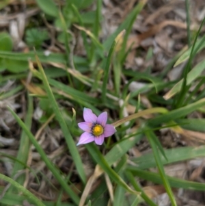 Romulea rosea var. australis at North Albury, NSW - 20 Aug 2024