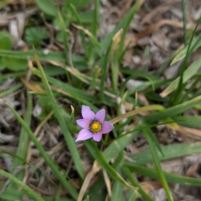 Romulea rosea var. australis (Onion Grass) at North Albury, NSW - 20 Aug 2024 by Darcy