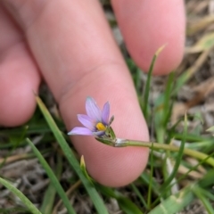 Romulea rosea var. australis at North Albury, NSW - suppressed