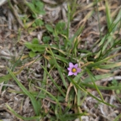 Romulea rosea var. australis at North Albury, NSW - 20 Aug 2024