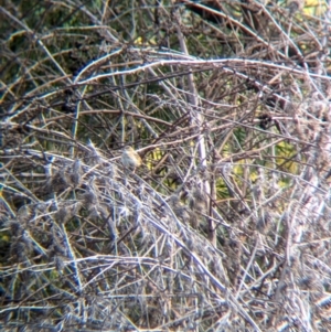 Cisticola exilis at Splitters Creek, NSW - 22 Aug 2024 11:34 AM