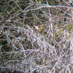 Cisticola exilis at Splitters Creek, NSW - 22 Aug 2024 11:34 AM