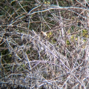 Cisticola exilis at Splitters Creek, NSW - 22 Aug 2024 11:34 AM