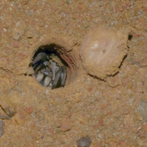 Portacosa cinerea at Freshwater Creek, VIC - 1 Feb 2022