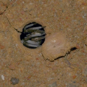 Portacosa cinerea at Freshwater Creek, VIC - 1 Feb 2022