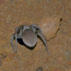 Portacosa cinerea at Freshwater Creek, VIC - 1 Feb 2022 12:20 AM