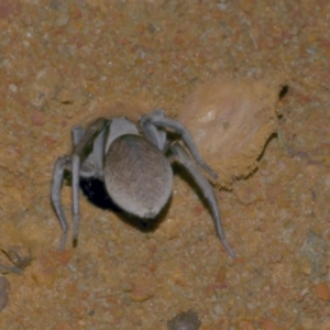 Portacosa cinerea at Freshwater Creek, VIC - 1 Feb 2022 12:20 AM