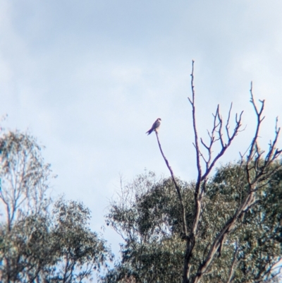 Falco longipennis (Australian Hobby) at Splitters Creek, NSW - 22 Aug 2024 by Darcy