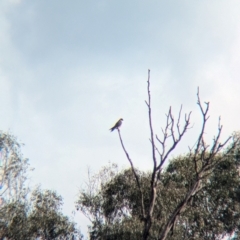 Falco longipennis at Splitters Creek, NSW - 22 Aug 2024 03:09 PM