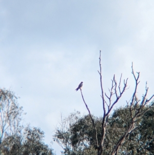 Falco longipennis at Splitters Creek, NSW - 22 Aug 2024 03:09 PM