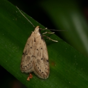 Atalopsis heniocha at Freshwater Creek, VIC - 1 Feb 2022