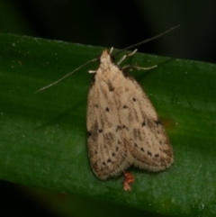 Atalopsis heniocha at Freshwater Creek, VIC - 1 Feb 2022