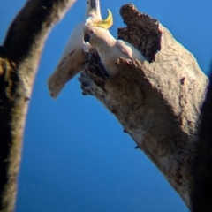 Cacatua galerita at Splitters Creek, NSW - 22 Aug 2024 04:18 PM