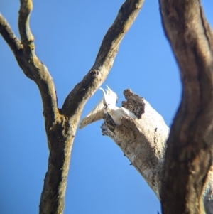 Cacatua galerita at Splitters Creek, NSW - 22 Aug 2024 04:18 PM