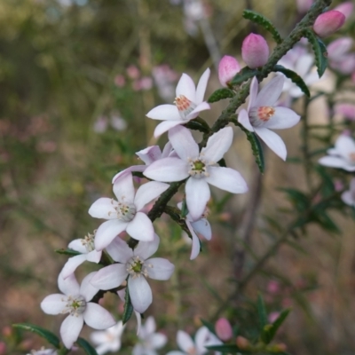 Philotheca scabra subsp. latifolia (A Waxflower) at Tianjara, NSW - 21 Aug 2024 by RobG1