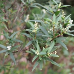 Leucopogon affinis (Lance Beard-heath) at Twelve Mile Peg, NSW - 10 Aug 2024 by Clarel