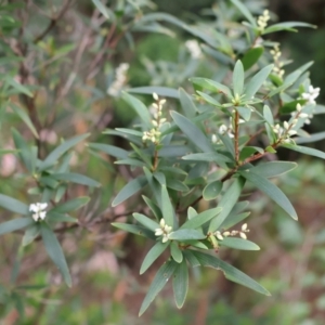 Leucopogon affinis at Twelve Mile Peg, NSW - 10 Aug 2024