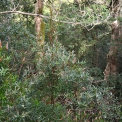 Leucopogon affinis at Twelve Mile Peg, NSW - 10 Aug 2024