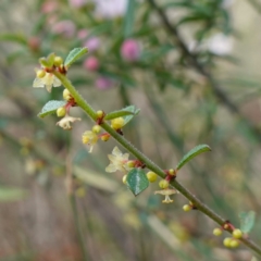 Phyllanthus hirtellus (Coastal Thyme Spurge) at Tianjara, NSW - 21 Aug 2024 by RobG1