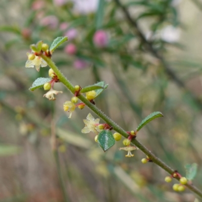 Phyllanthus hirtellus (Coastal Thyme Spurge) at Tianjara, NSW - 21 Aug 2024 by RobG1