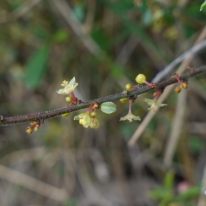 Phyllanthus hirtellus at Tianjara, NSW - 21 Aug 2024